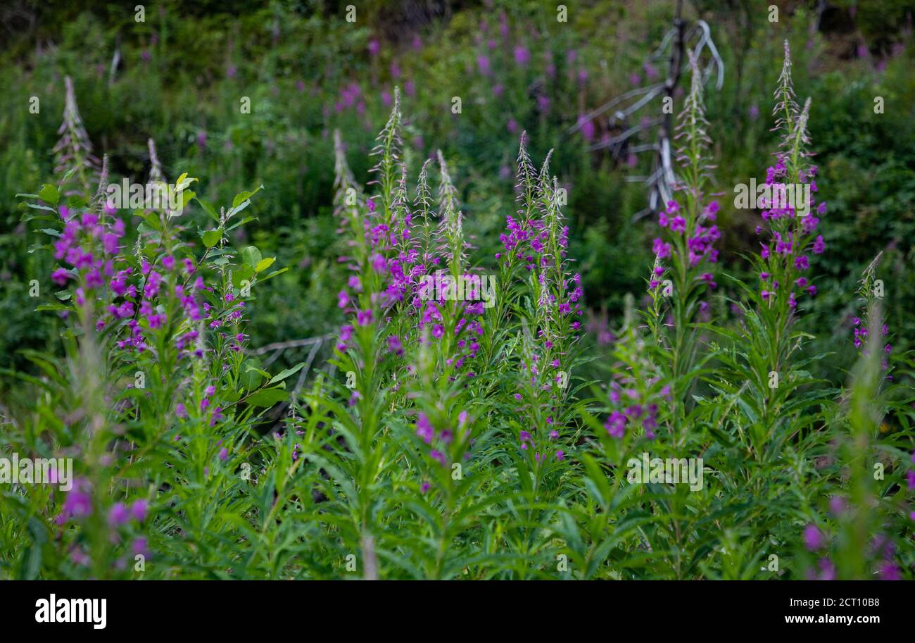 Fireweed fireweeds hi-res stock photography and images - Alamy