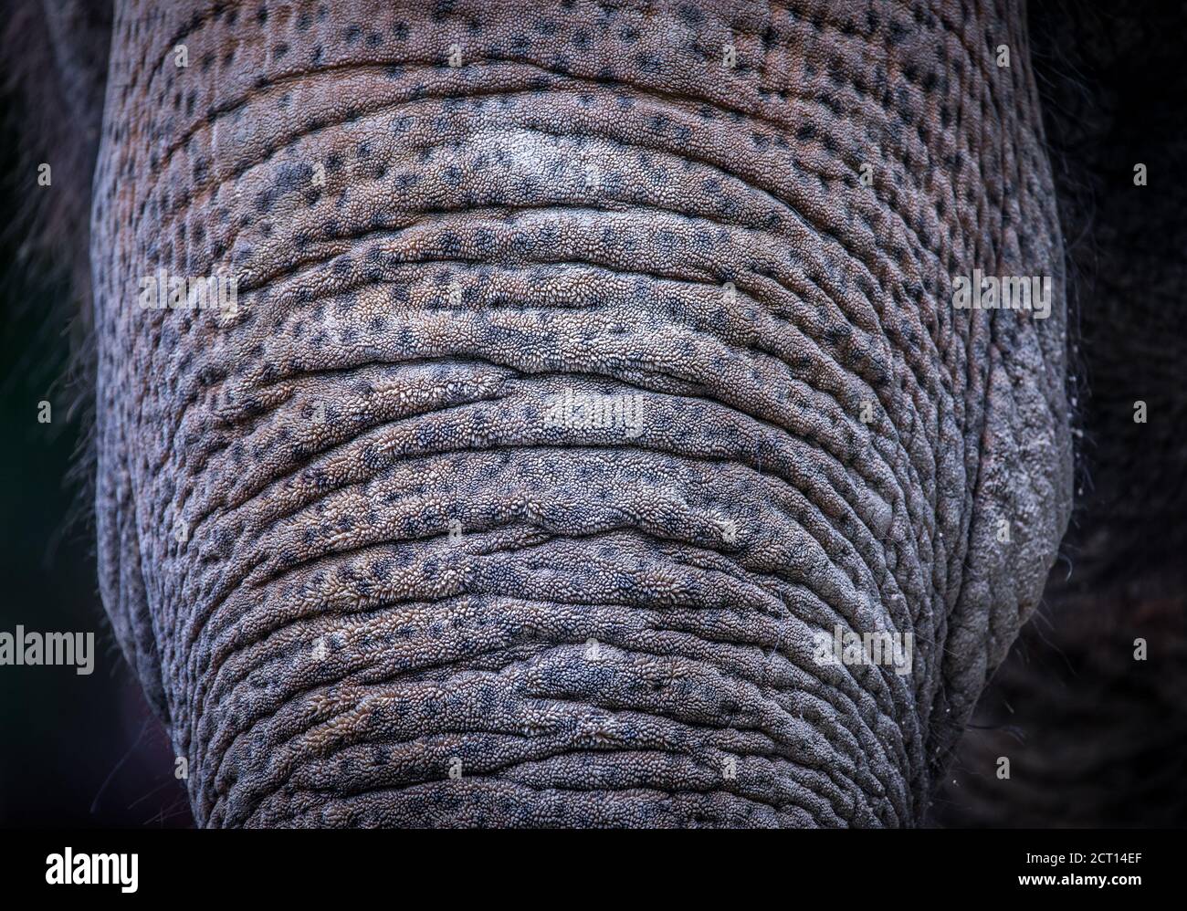 background which the structure of hide of elephant is represented on, the best photo Stock Photo