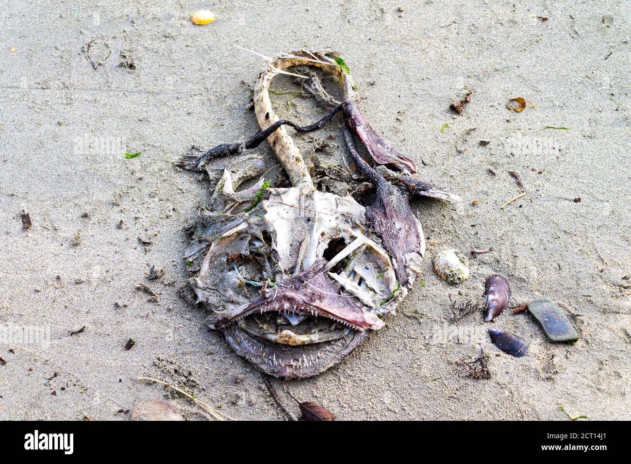 Monkfish Lophius skeleton rotting on sandy beach Stock Photo