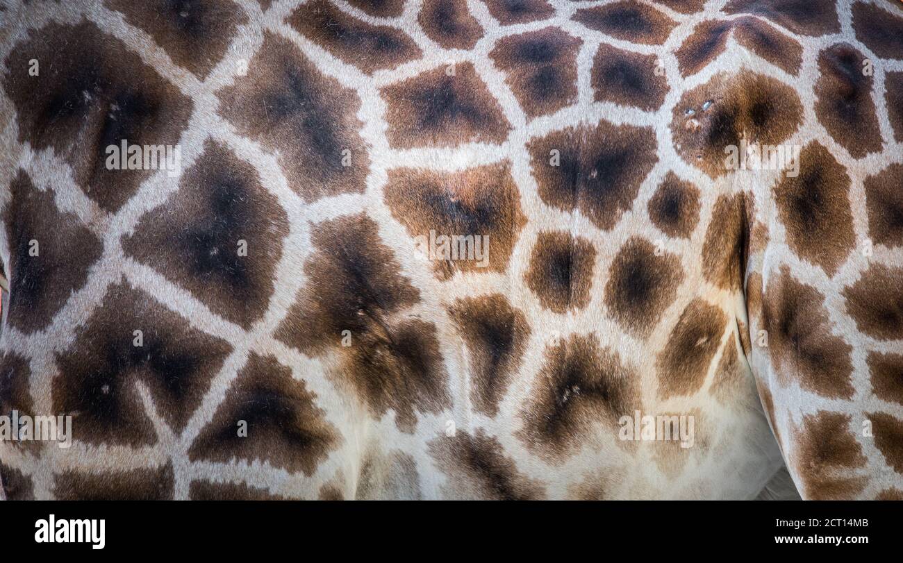 background which the structure of hide of giraffe is represented on