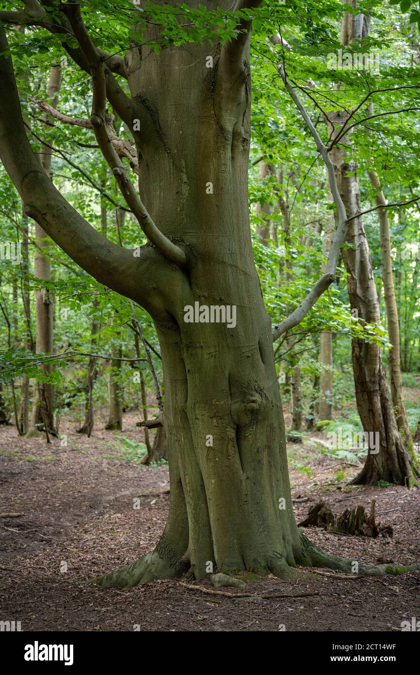Summer woodland scene in Esher Commons, Surrey, United Kingdom Stock Photo