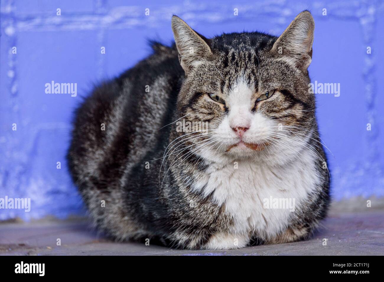 A white spotted street cat. Cat, walk, street. White-gray cat. Stock Photo