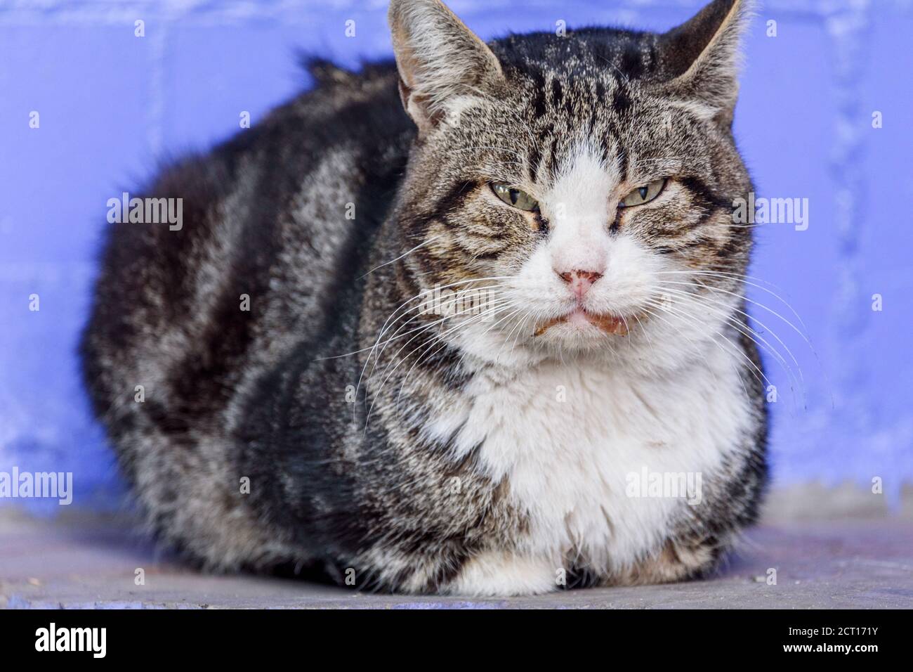 A white spotted street cat. Cat, walk, street. White-gray cat. Stock Photo