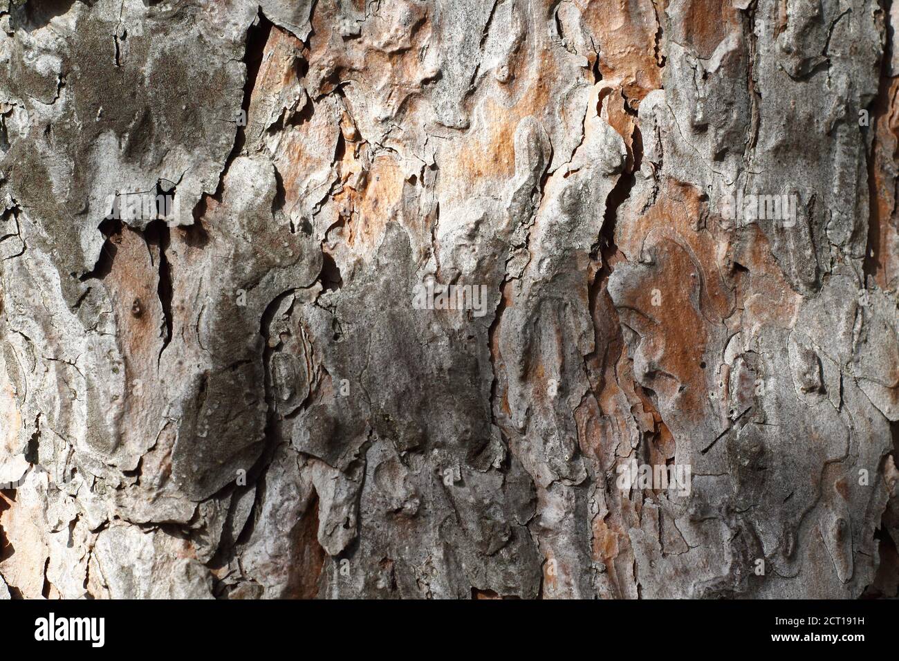 Old pine tree bark closeup background brown texture on daylight Stock ...