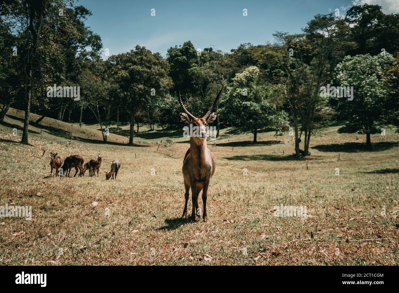 Deer and wild animals in jungle Stock Photo Alamy