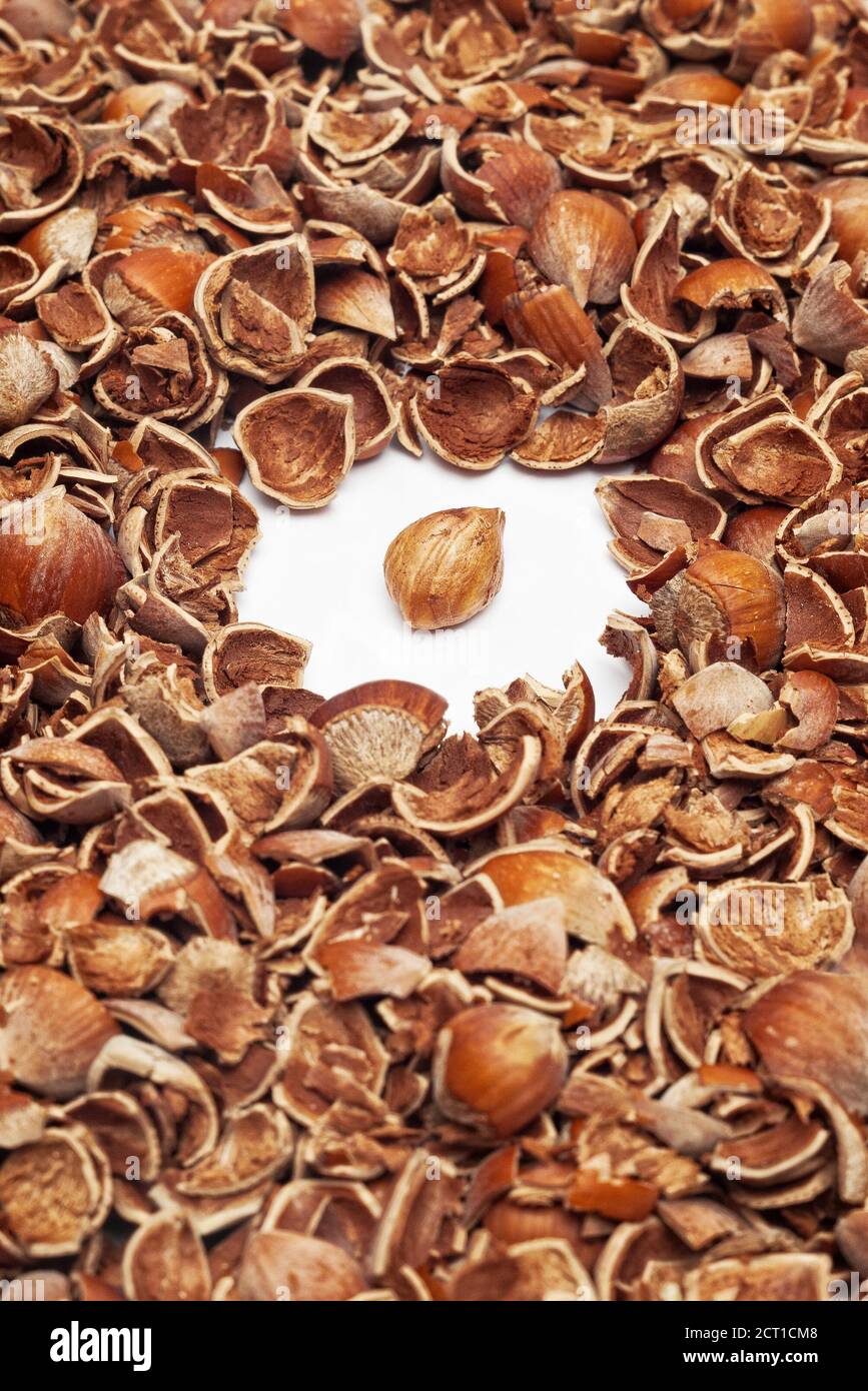 Pile of cracked hazelnut shells surrounding whole kernel on white with selective focus Stock Photo