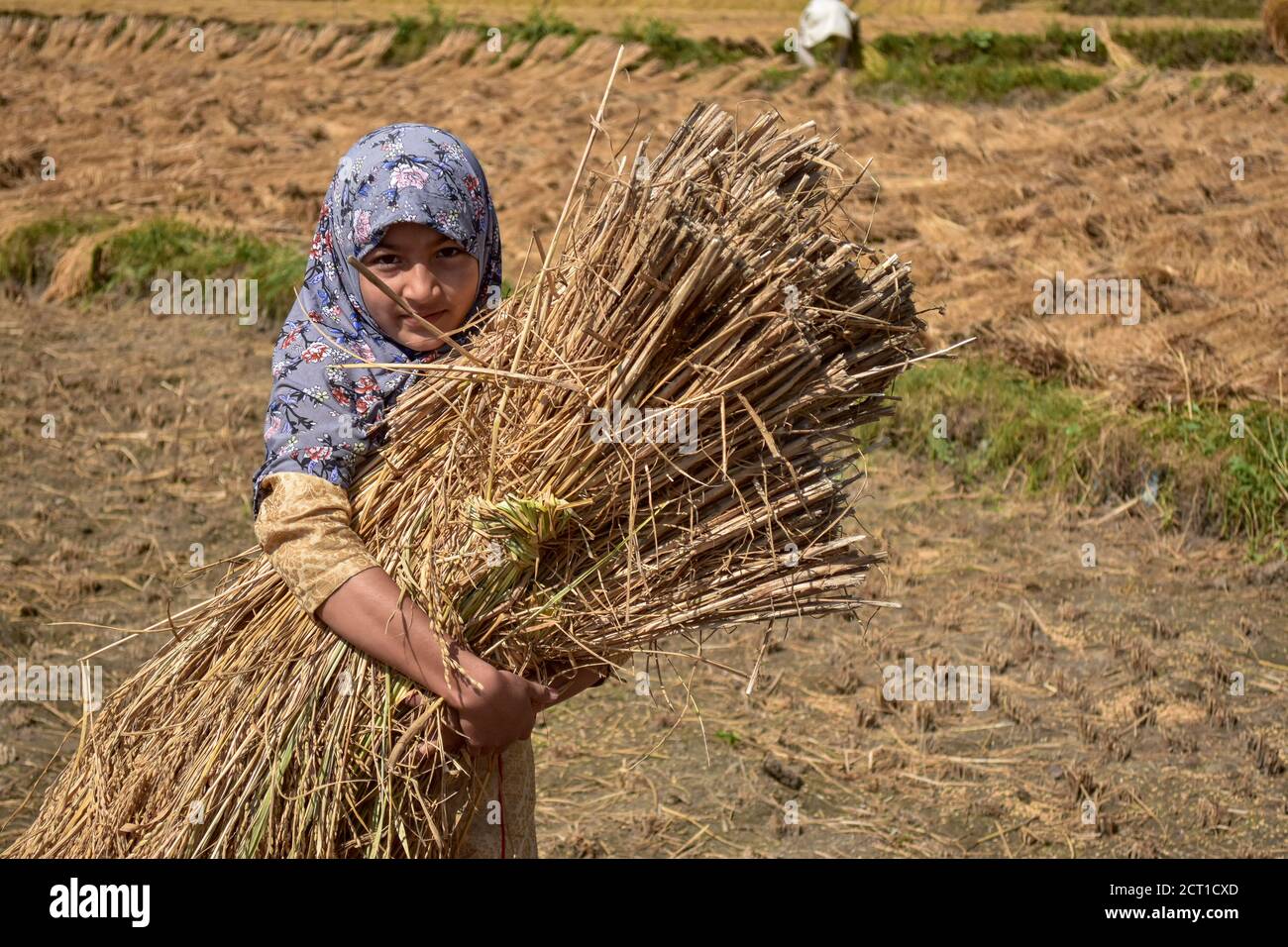 Carrying bales of hay hi-res stock photography and images - Page 2 - Alamy