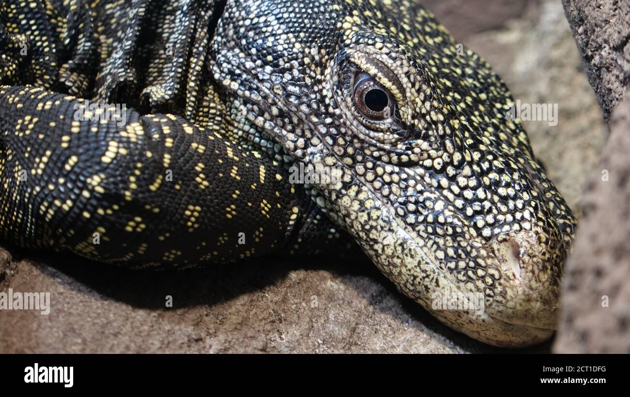 Detail of head varanus salvadorii from New Guinea. Crocodile monitor, Papua monitor, Salvadoris monitor and artellia Stock Photo