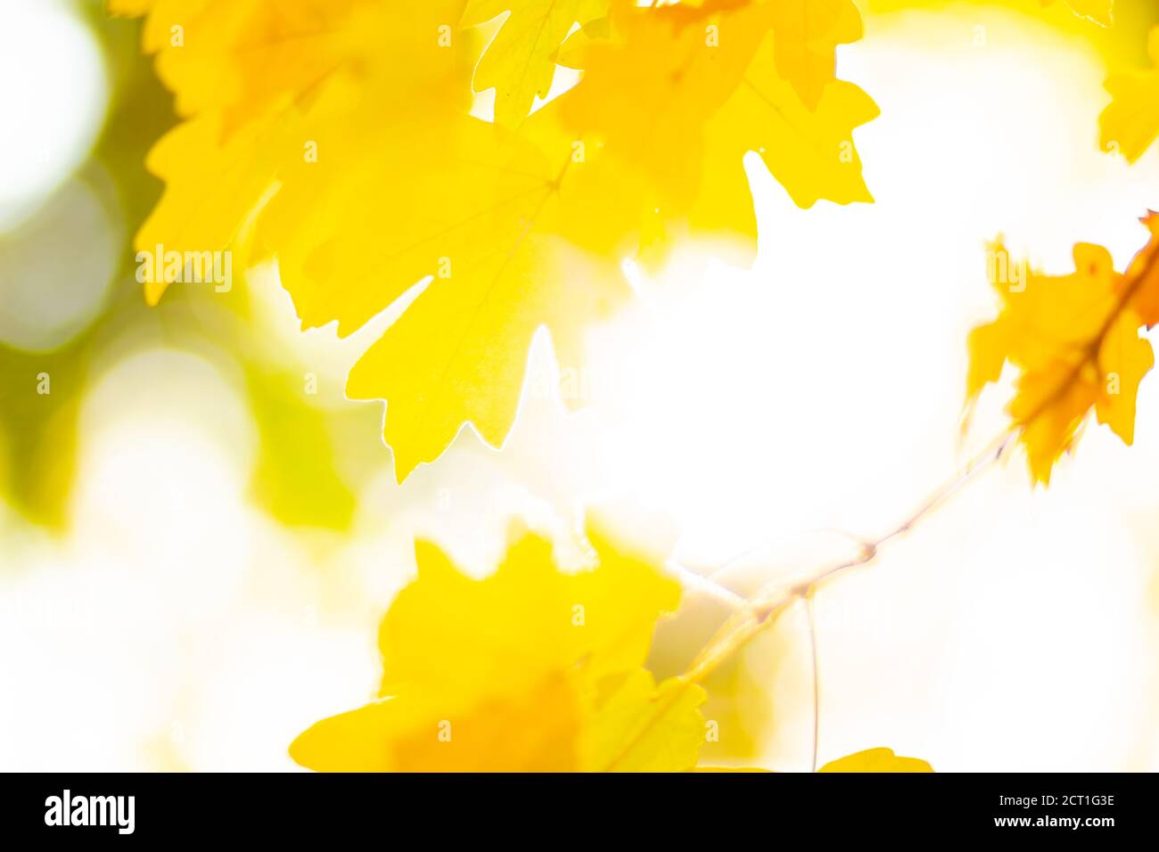Maple leaves on a blurred background. Autumn background with yellow ...
