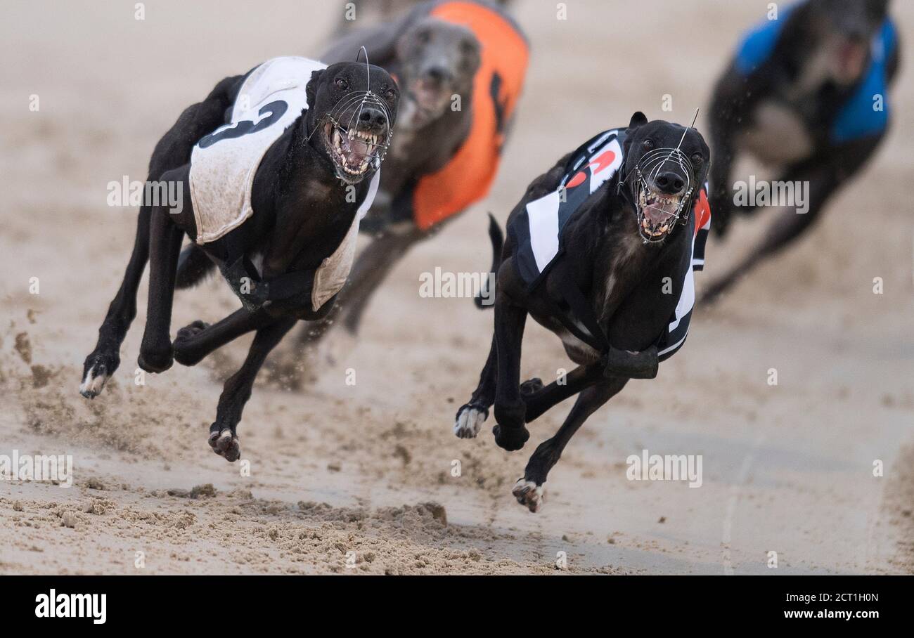 Lurcher racing 2019 sales