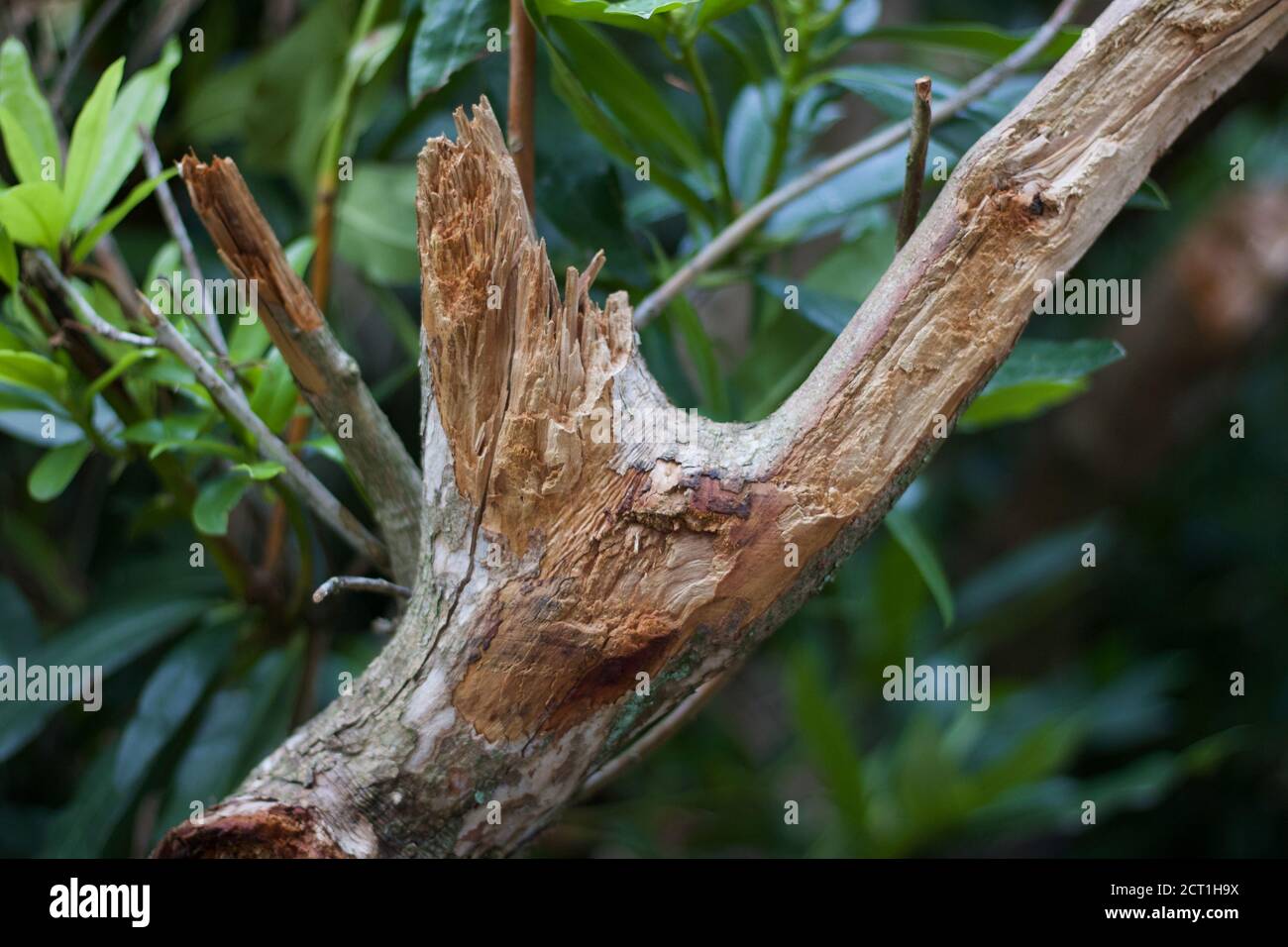 Torn tree branch showing wood grain and foliage in background Stock ...