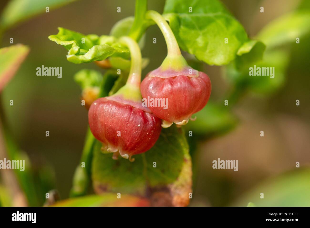 Bilberry plant (Vaccinium myrtillus) with pink-red flowers, UK Stock Photo