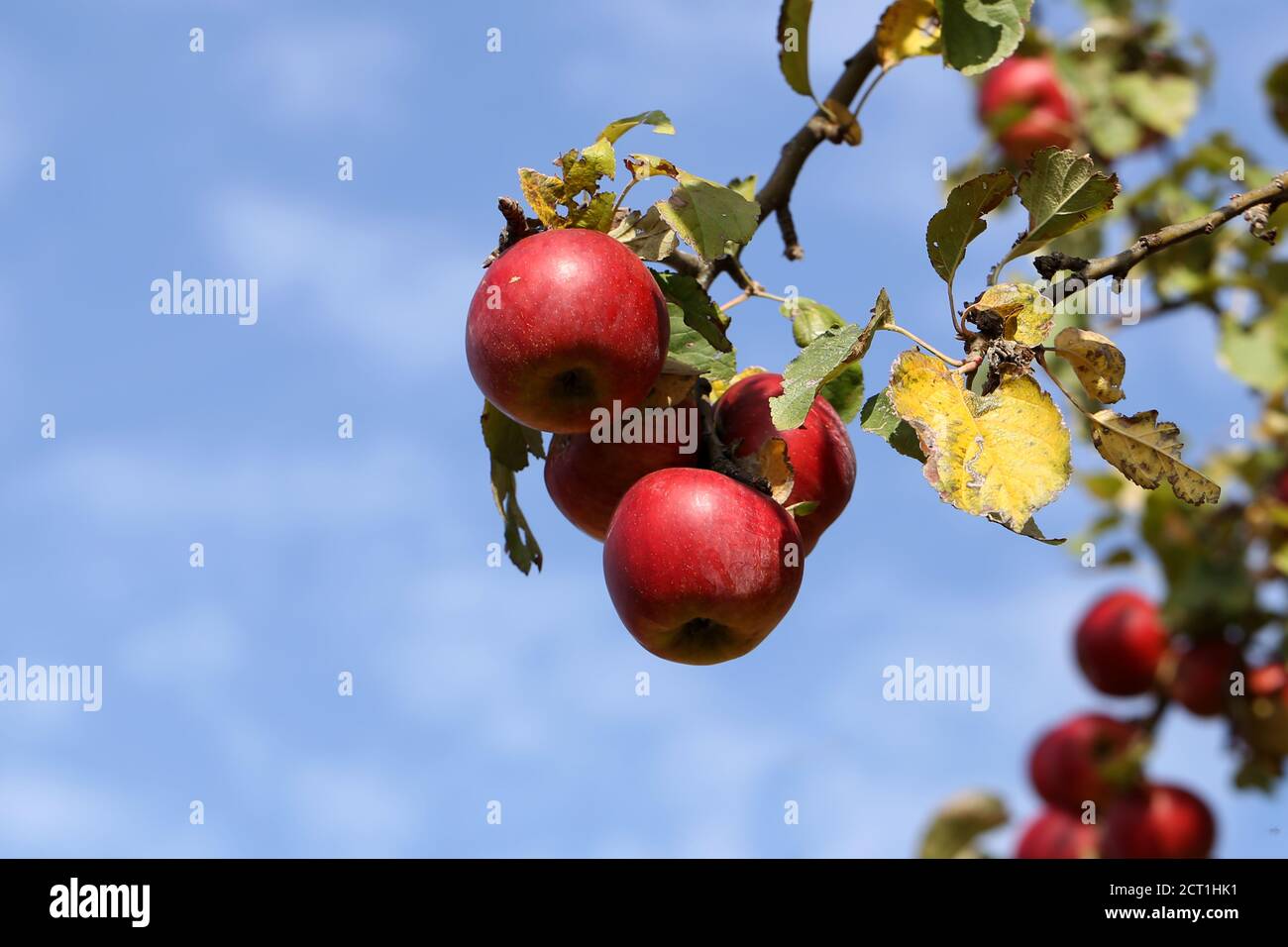 red apples ripen on tree branches in the garden Stock Photo - Alamy