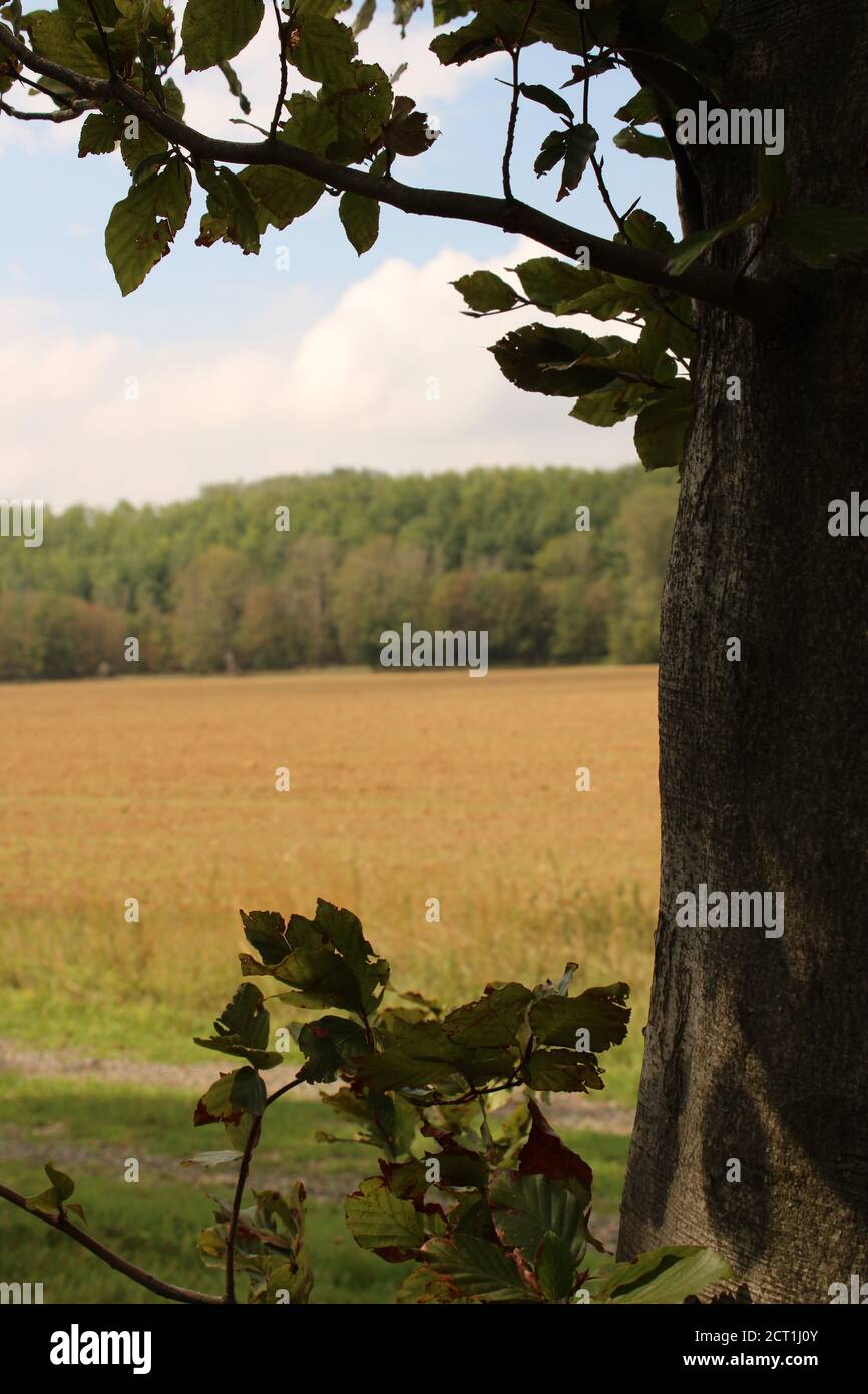 Shot of trees in a forest Stock Photo - Alamy