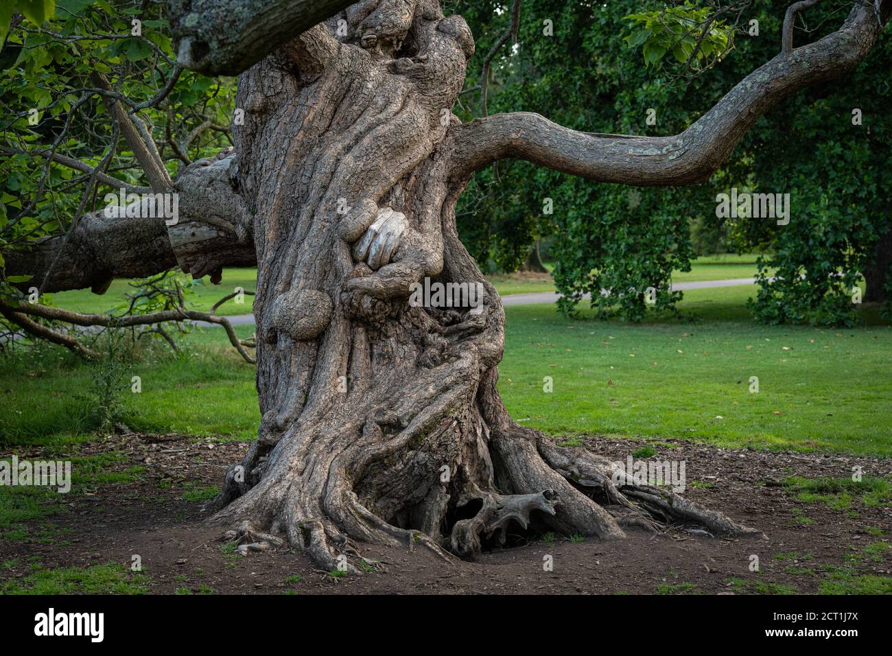 Indian Bean Tree, Catalpa bignonioides, Kew Gardens, London, United Kingdom Stock Photo