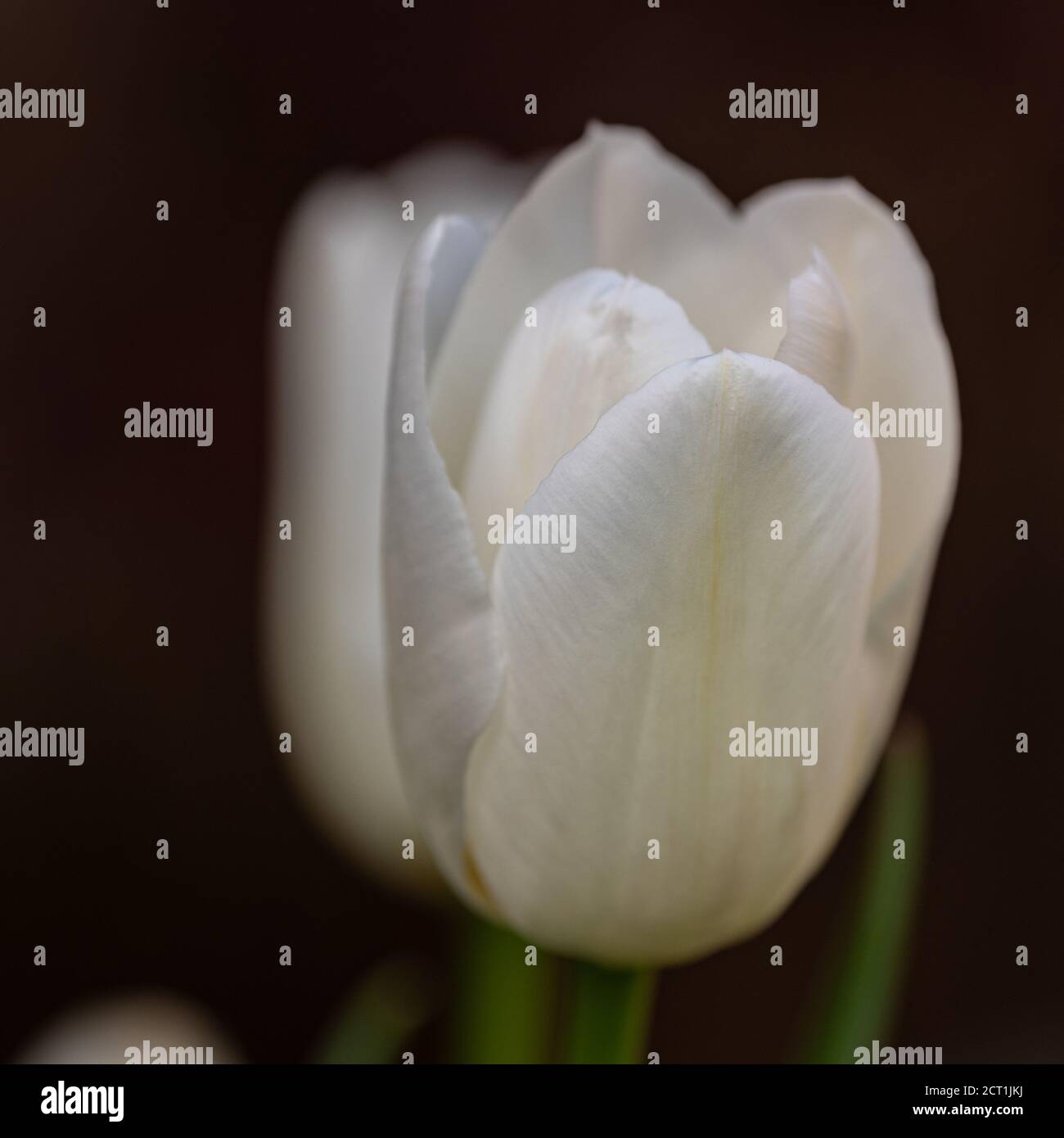 White tulip in spring, Surrey, United Kingdom Stock Photo