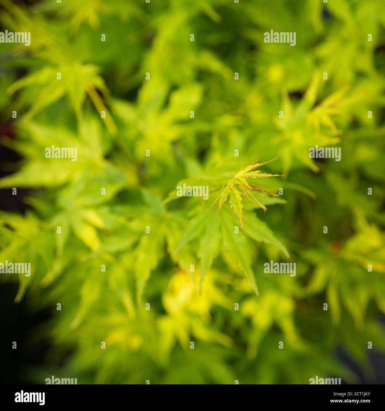 Acer palmatum Going Green showing spring foliage Stock Photo