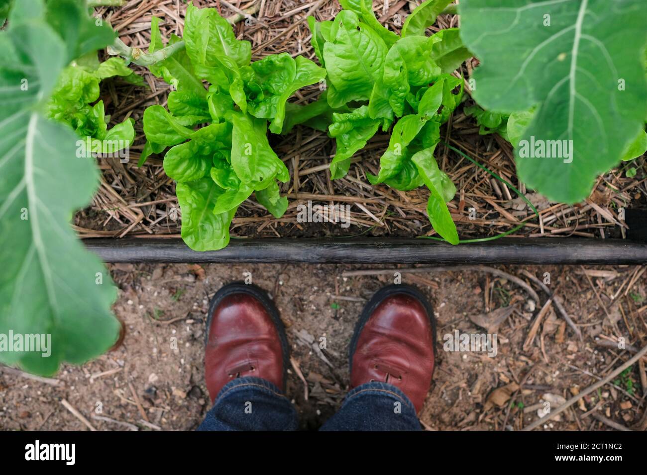 Male looking down at his homegrown vegetables. Stock Photo