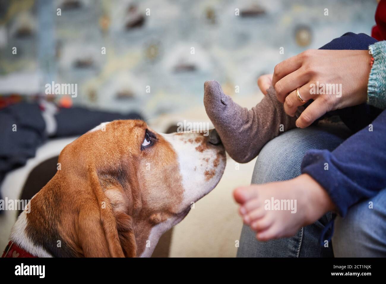 A devoted dog sniffs the child's leg and the mother's hand Stock Photo