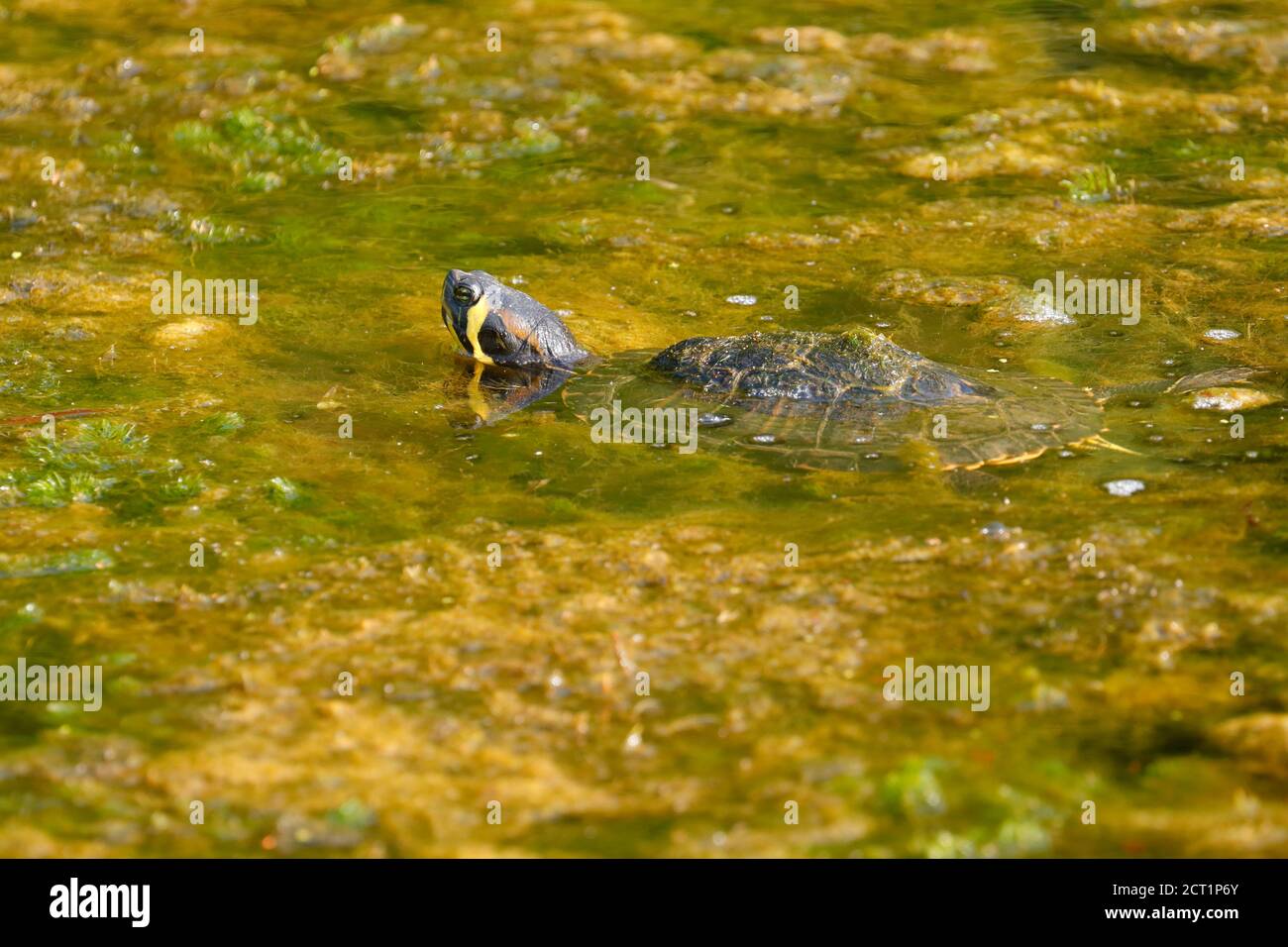 A Yellow Bellied Terrapin(Trachemys scripta scripta) at Temple Newsam in Leeds,UK. Possibly released as an unwanted pet. Stock Photo