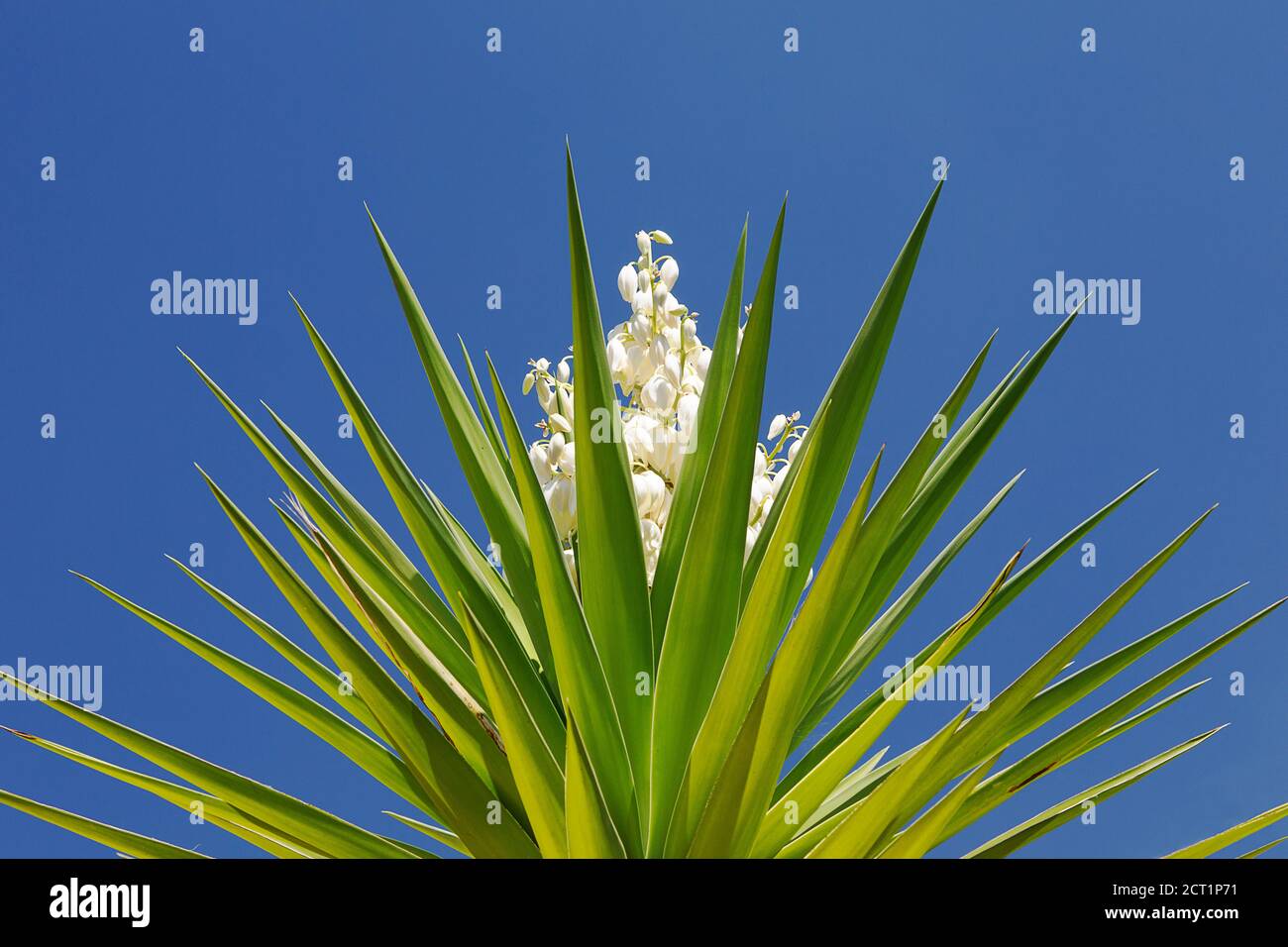 Artistic photograph of the top of a yucca tree when it is in flower against a bright blue sky Stock Photo