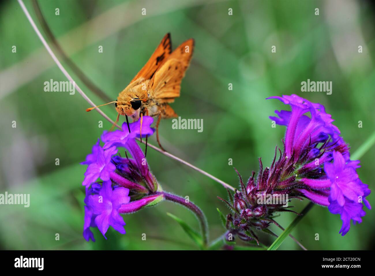 A fiery skipper butterfly. Stock Photo
