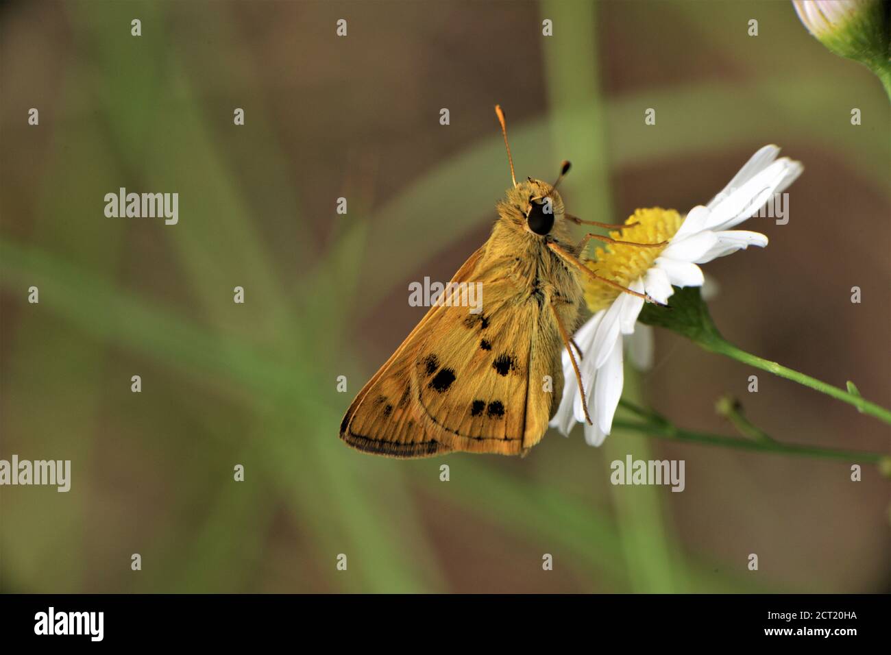 A fiery skipper butterfly. Stock Photo