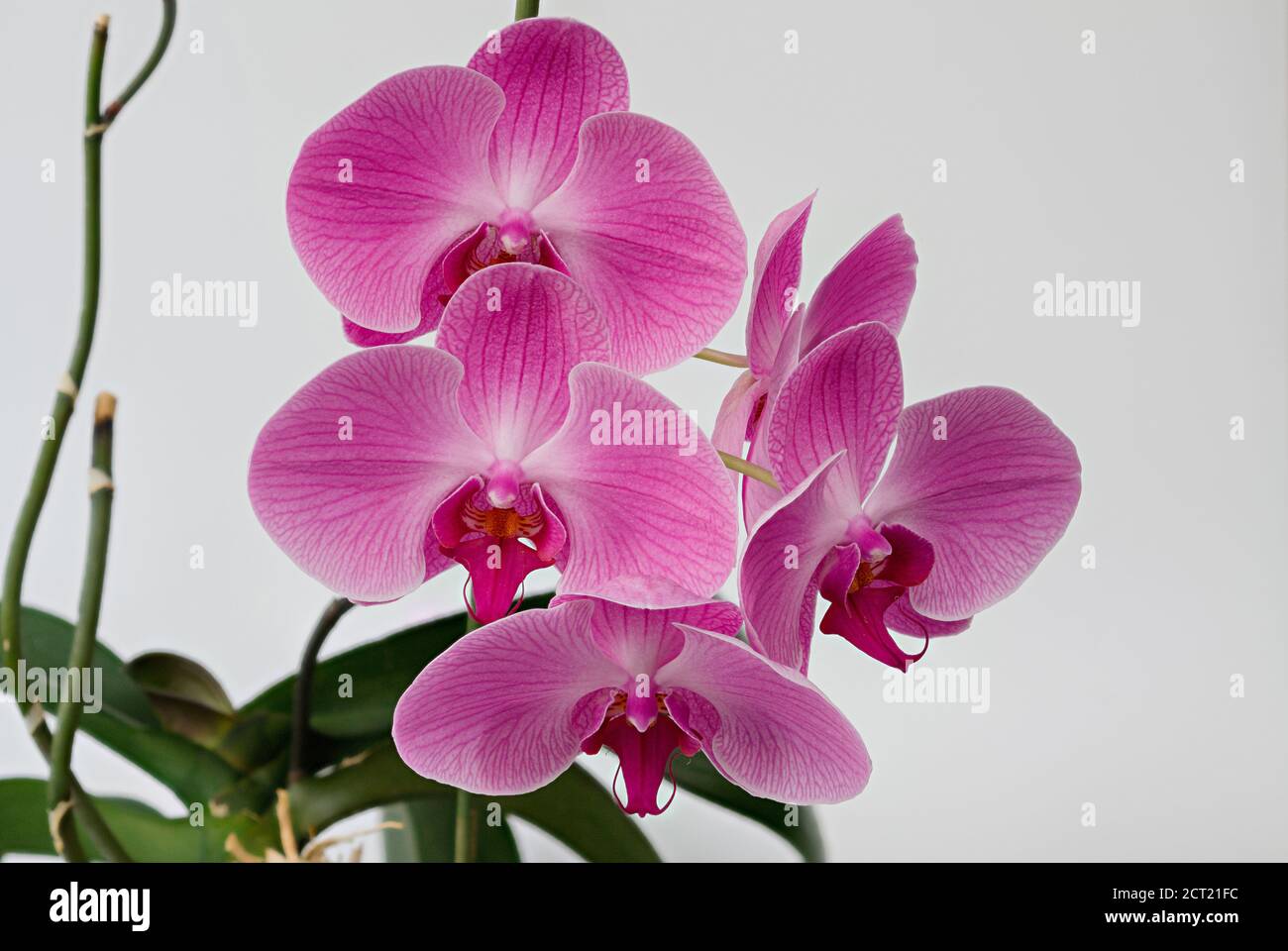 A Phalaenopsis orchid against a bright background, photographed close up, in full bloom Stock Photo