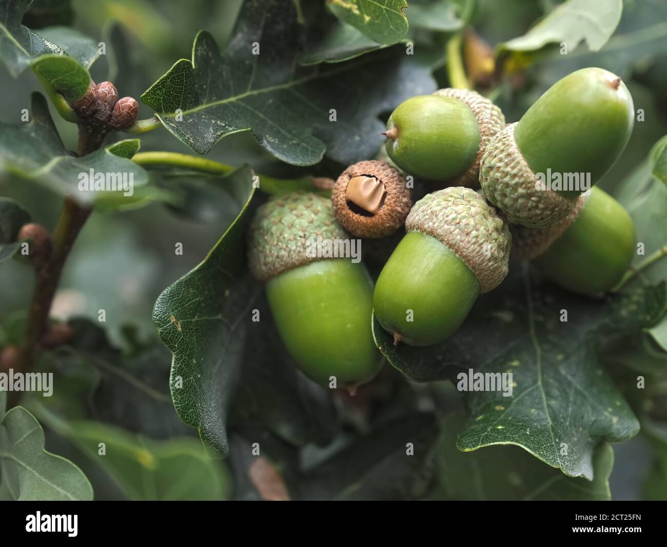 Acorn tree hi res stock photography and images Alamy Acorn tree hi res stock photography and images Alamy