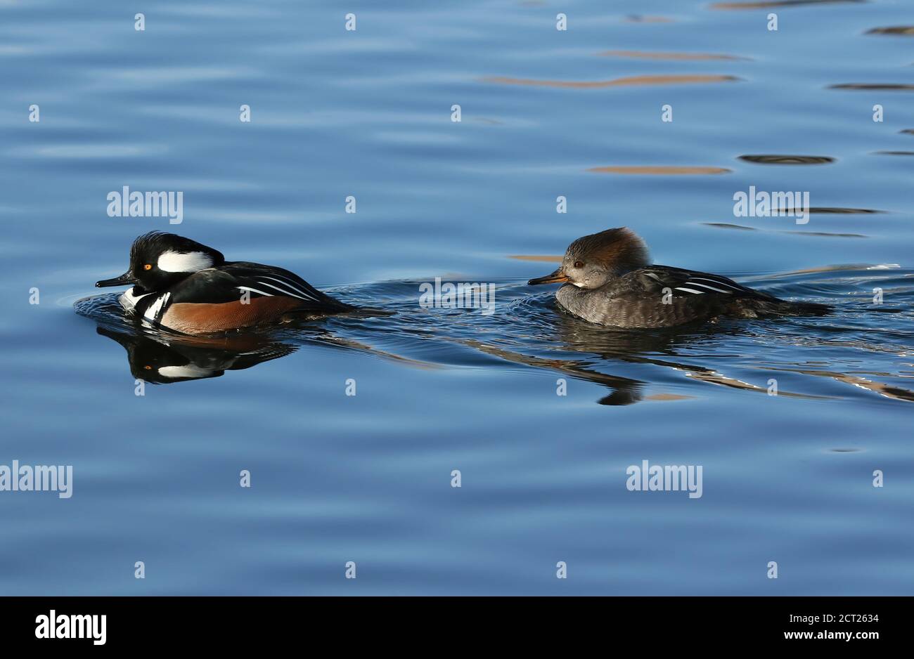A Hooded Merganser couple swim by at close range in a blue lake with softly undulating waves in January in Colorado. Stock Photo