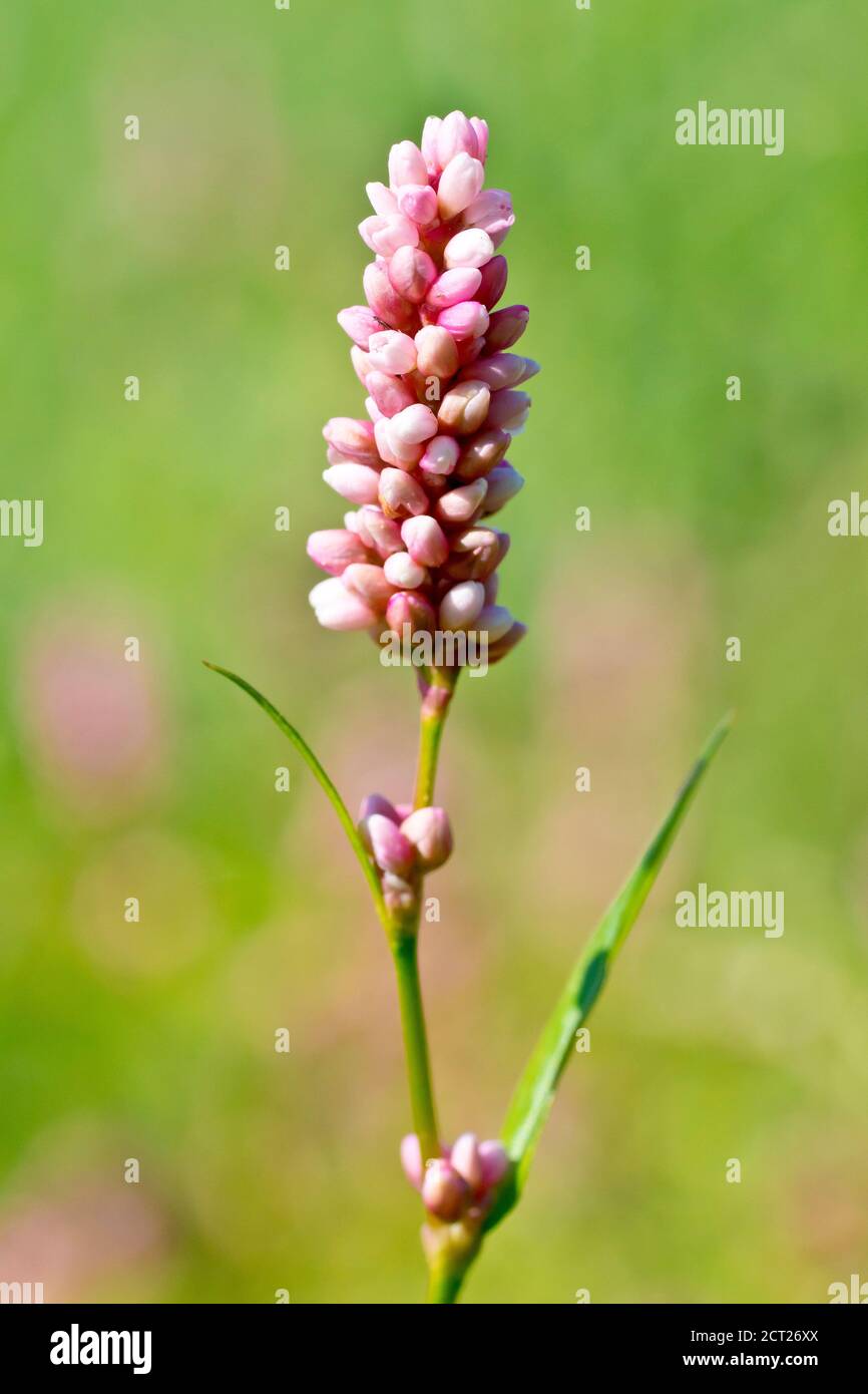 Persicaria or Redshank (polygonum persicaria), close up of a solitary flower head isolated against an out of focus background. Stock Photo