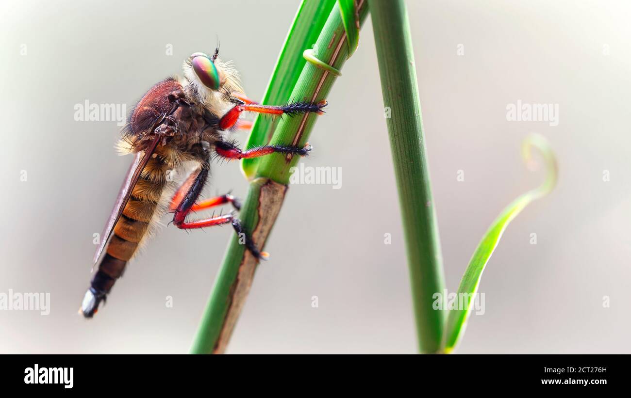 Asilidae macro photography, this giant diptera is named a robber fly, terrible predator with long body and big faceted eyes, nature scene Stock Photo