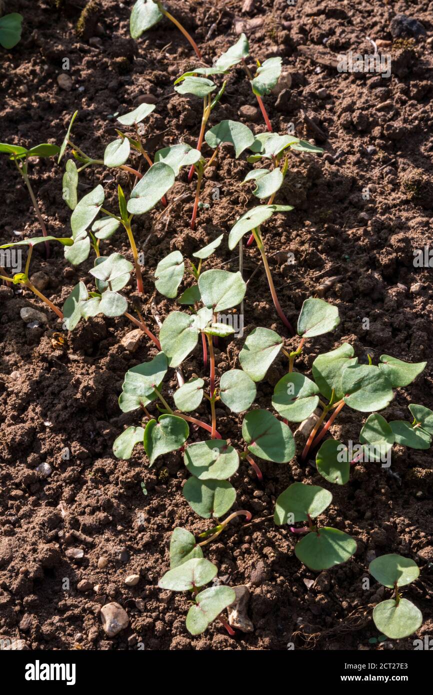 Buckwheat sown in a garden as a cover crop or green manure. Stock Photo