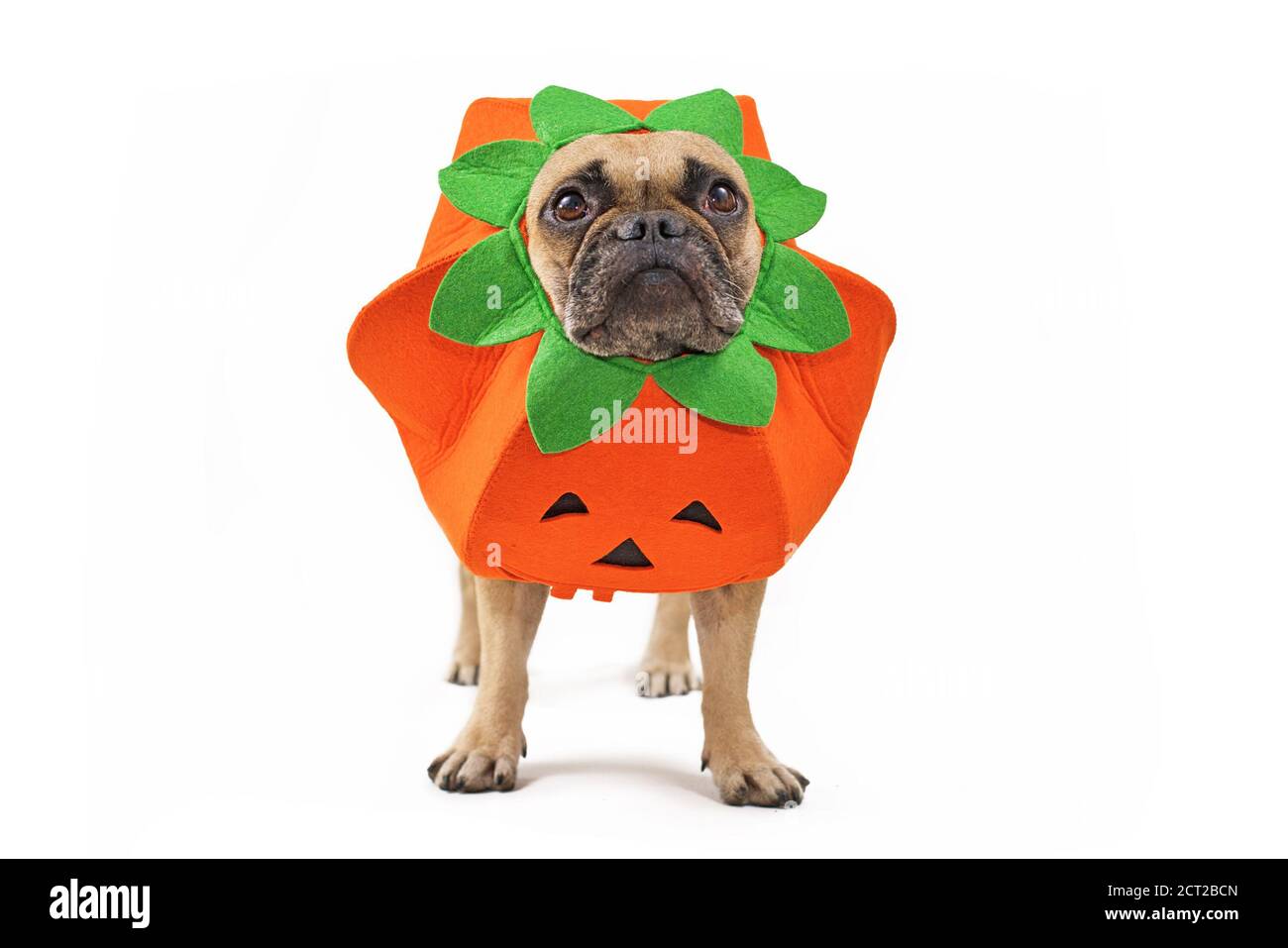 French Bulldog dog dressed up with funny pumpkin Halloween costume isolated on white background Stock Photo