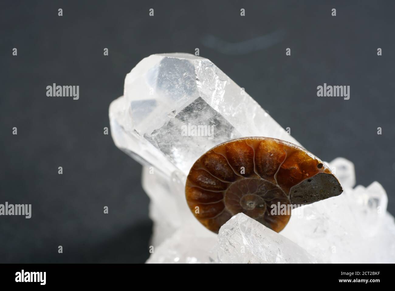 Closeup shot of an ammonite on the stone Stock Photo