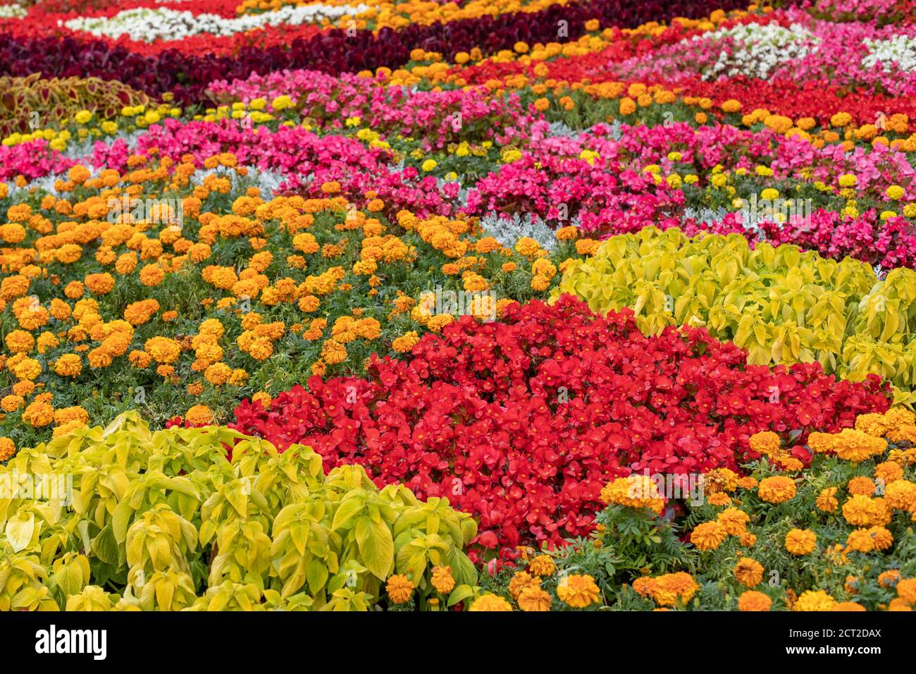 Geometric flower bed decoration, smoother squares with coleus, marigold ...