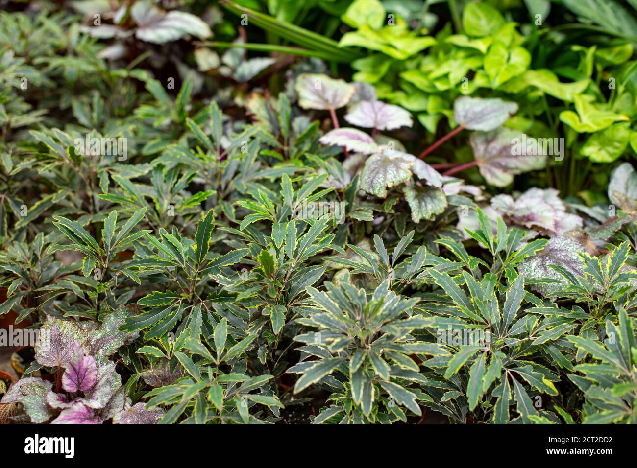 Plerandra elegantissima formerly called Schefflera and Dizygotheca, an evergreen tree plant. Indoor plants in flower pots, backdrop selective focus ba Stock Photo
