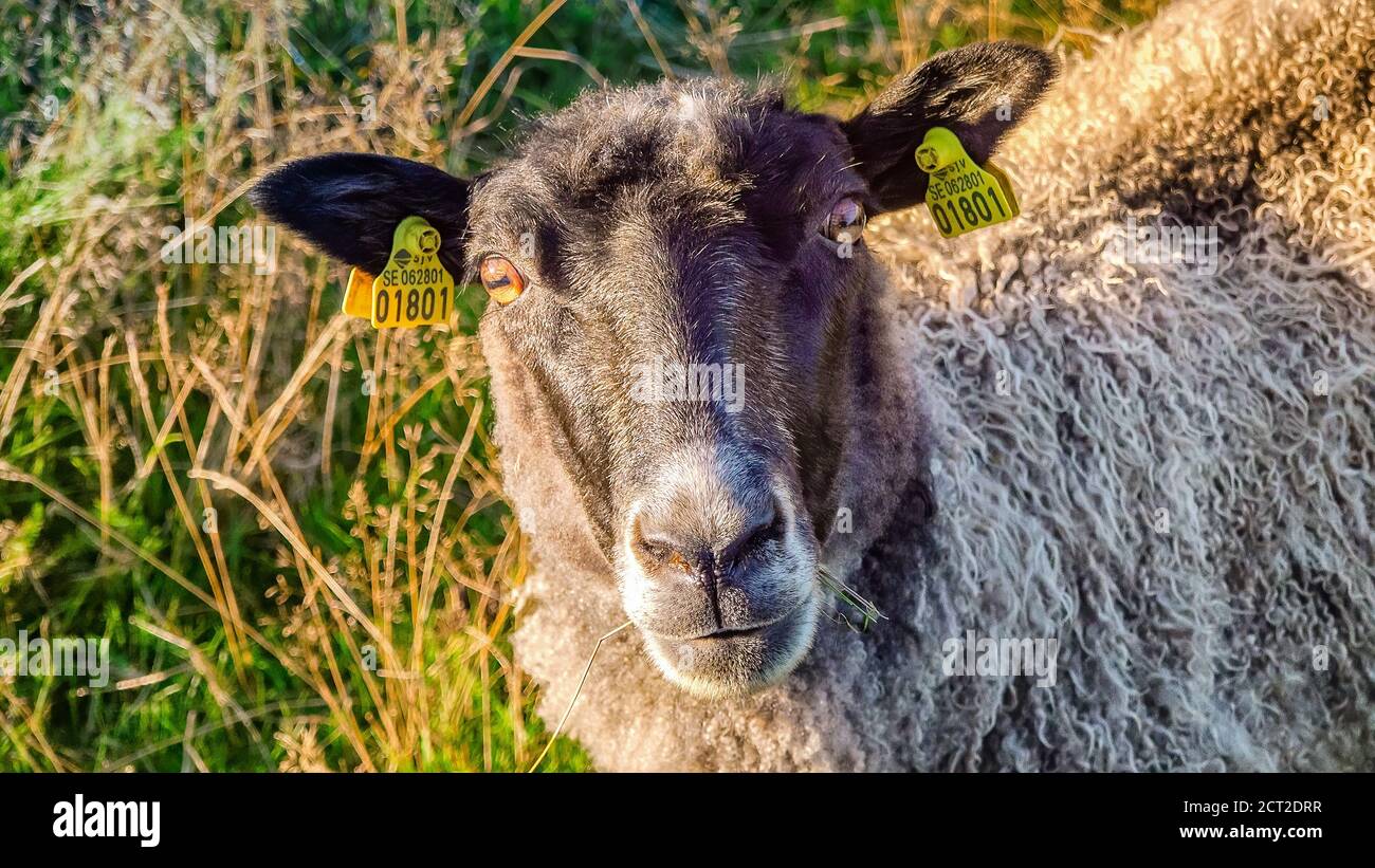 One brown sheep with much wool on pasture and stare at camera. Warm sunny day, fresh green and long dried light yellow grass at blurry background, clo Stock Photo