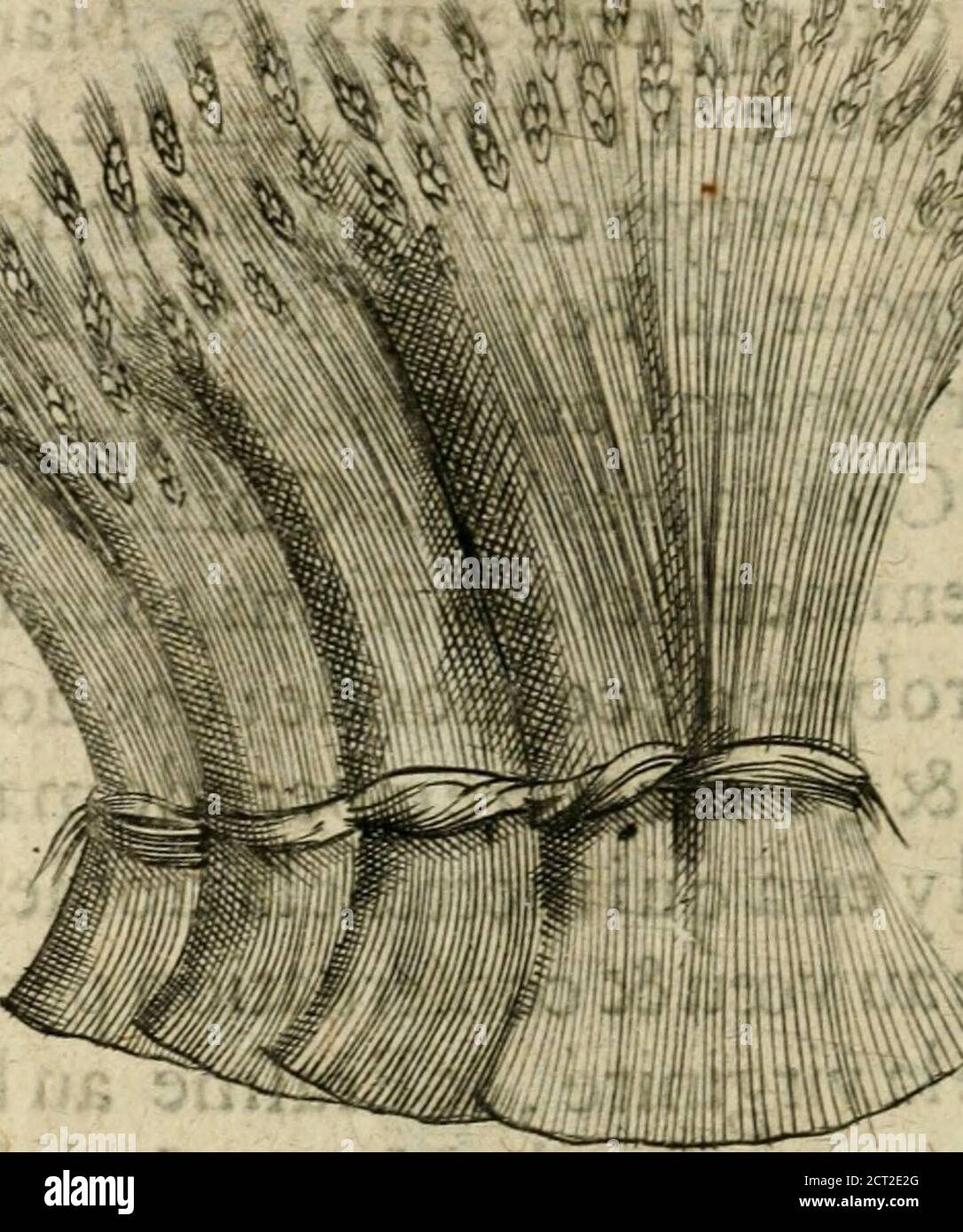 immortel maréchal de france 4 lettres