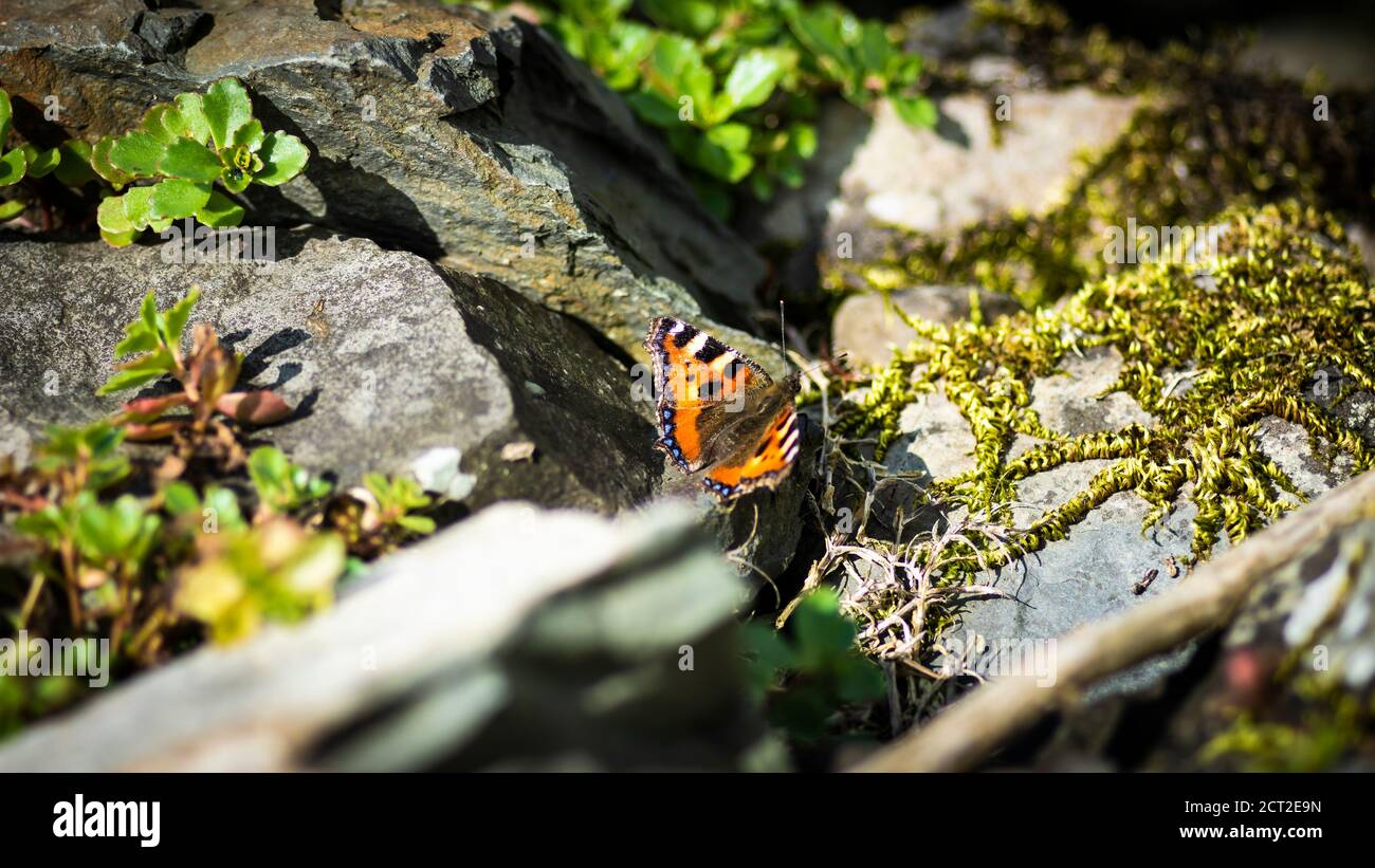 The Small Tortoiseshell is a well-known butterflies in Britain and Ireland. it seen in spring and in the autumn. Stock Photo
