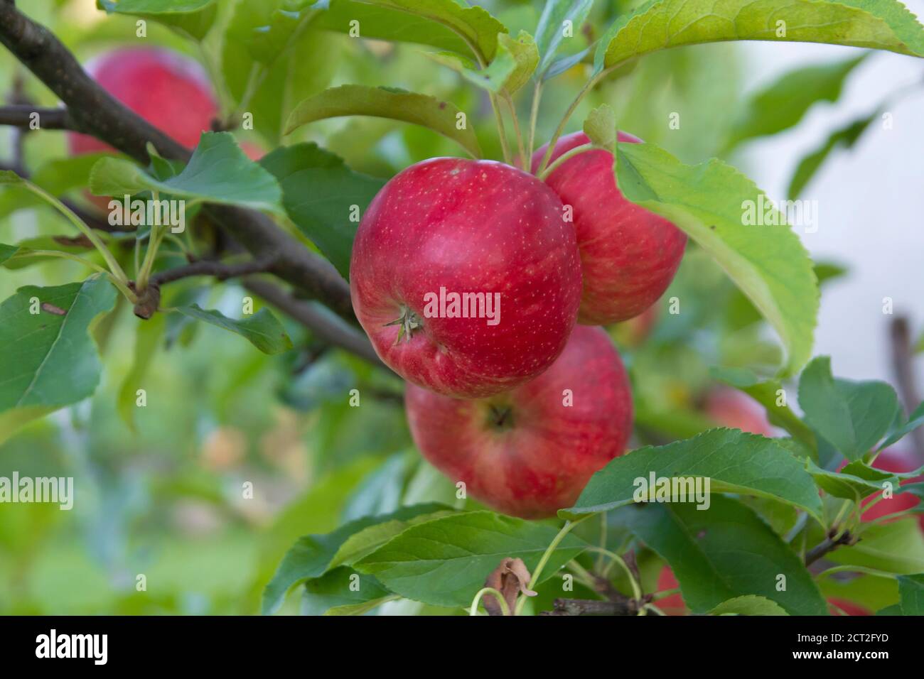 closeup of red apples growing on tree Stock Photo