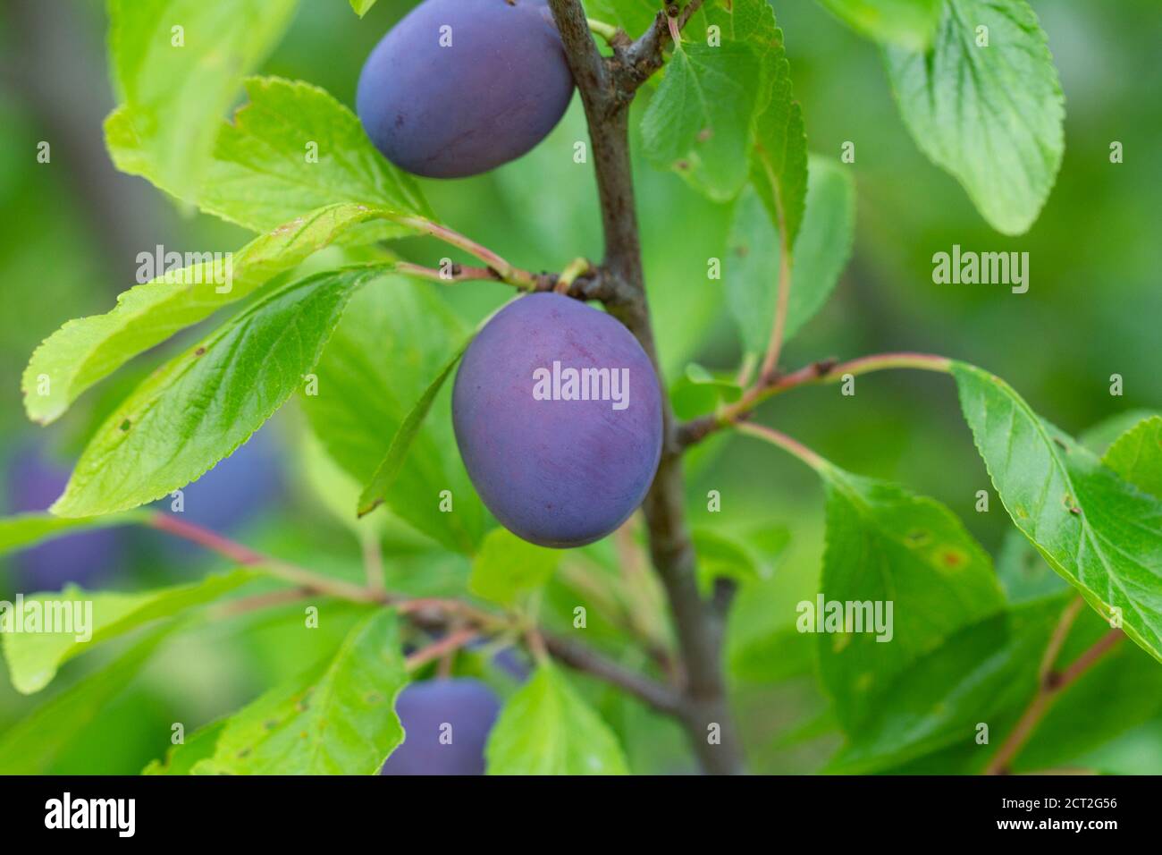 closeup of ripe plums growing on tree branch Stock Photo