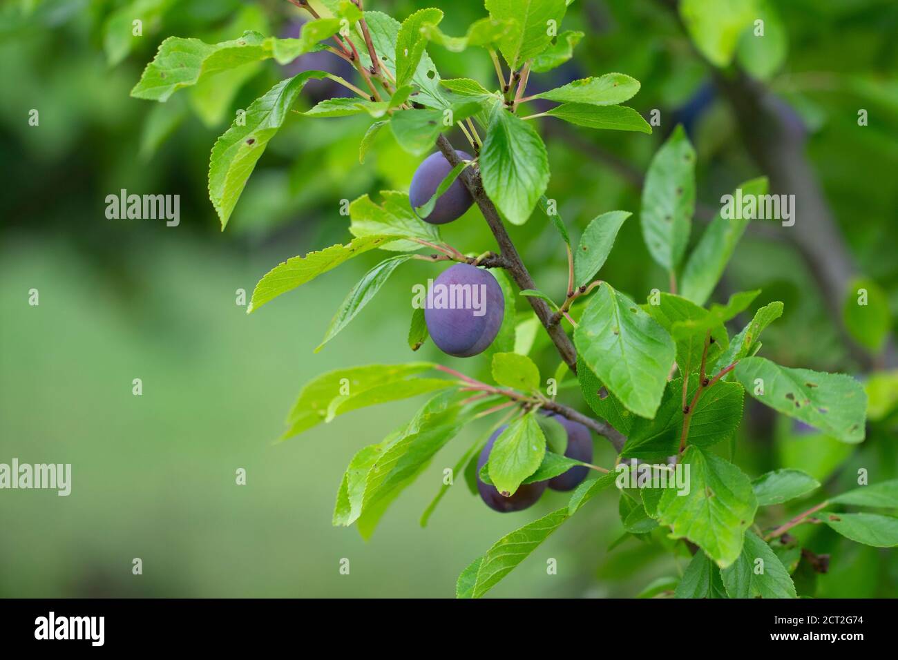 plum tree branch full of plums Stock Photo