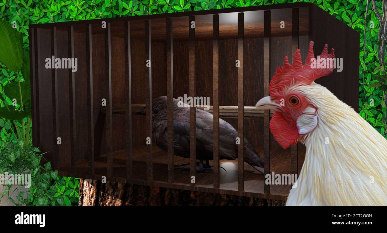 A rooster watching a bird trapped in the cage Stock Photo