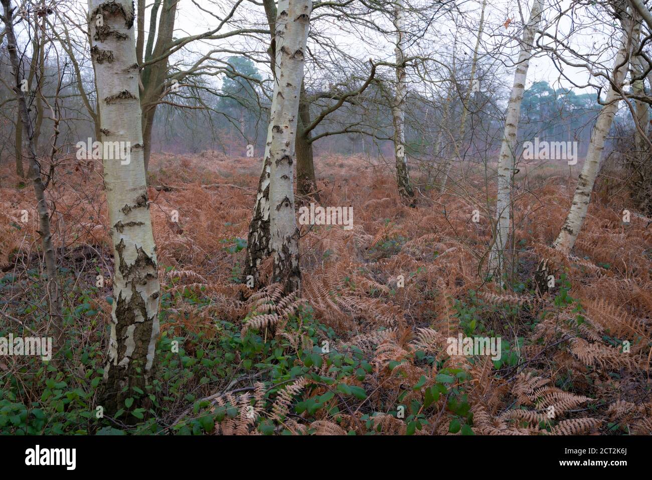 Silver birch trees (Betula pendula) - winter woodland scene in Surrey, United Kingdom Stock Photo