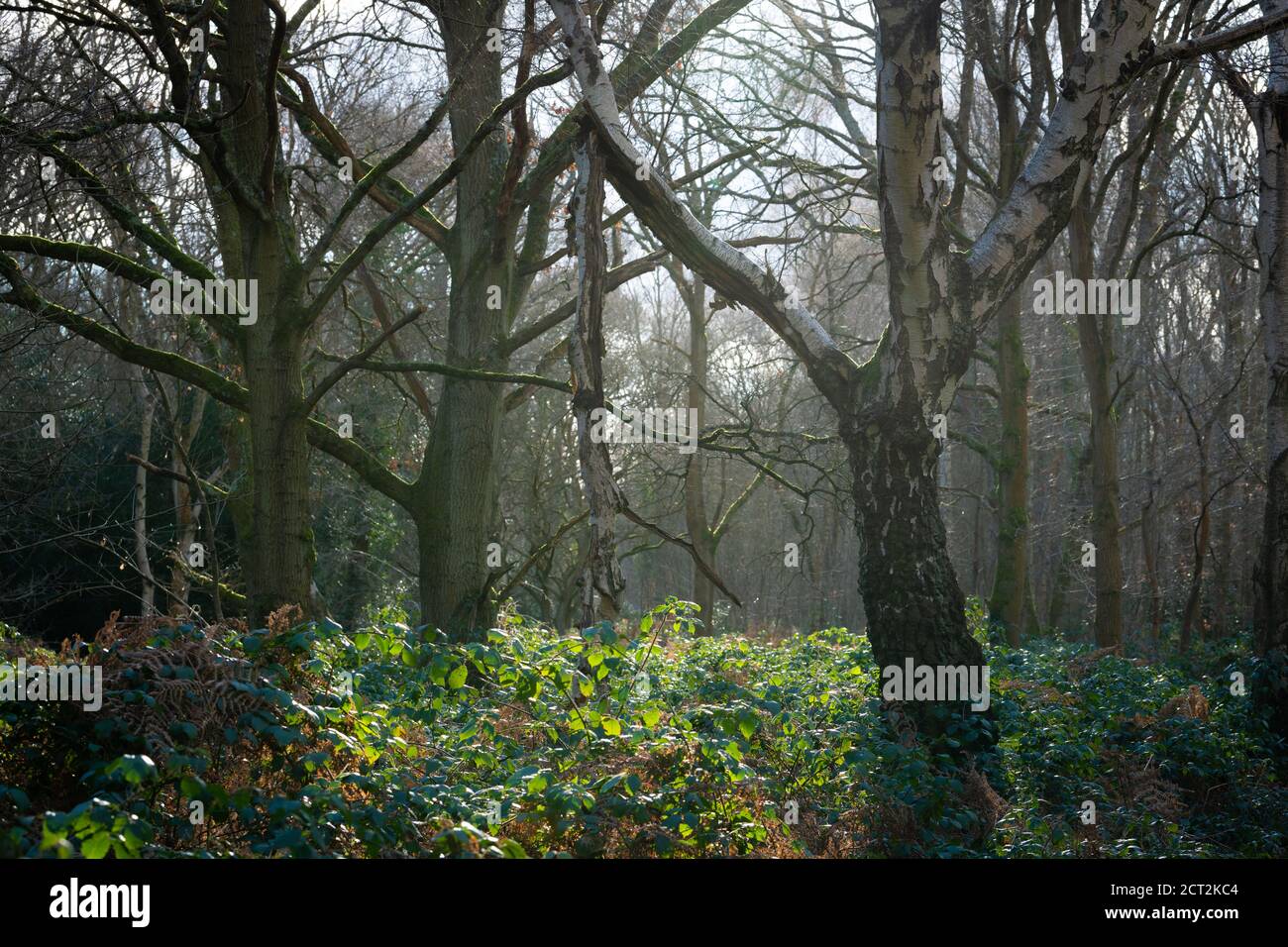 Winter woodland scene in Surrey, United Kingdom Stock Photo