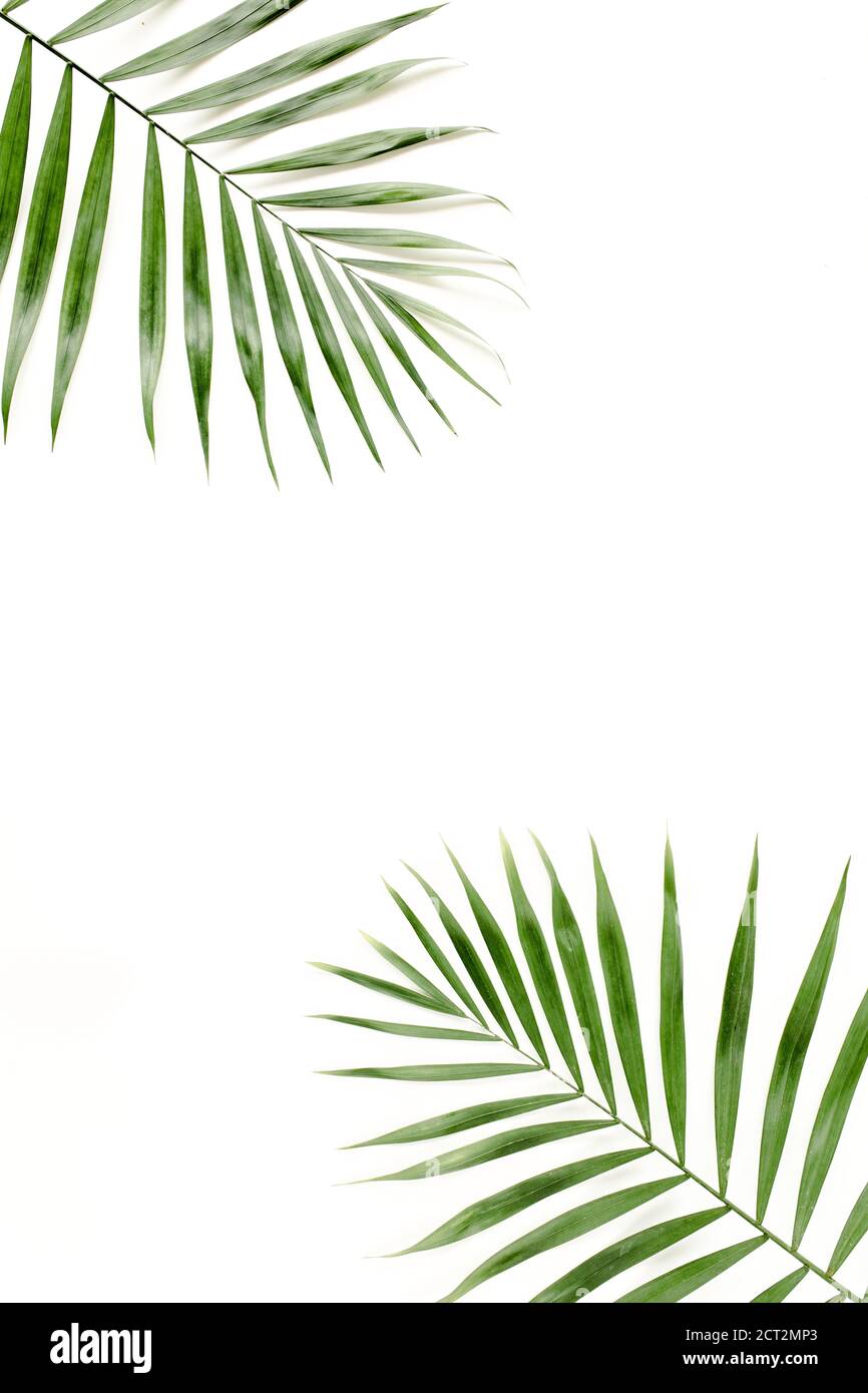 Tropical green palm leaf on white background. flat lay, top view Stock ...