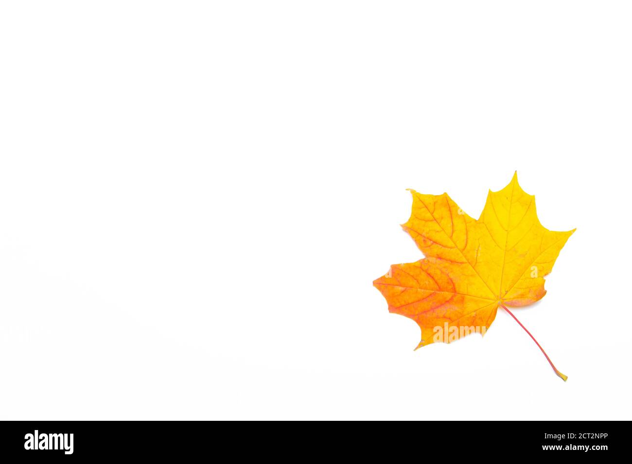 Yellow maple leaf on a white background . Autumn leave. Isolated ...