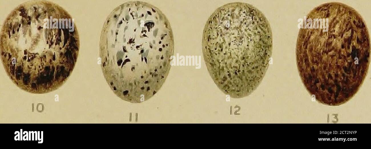 . Catalogue of the collection of birds's eggs in the British Museum