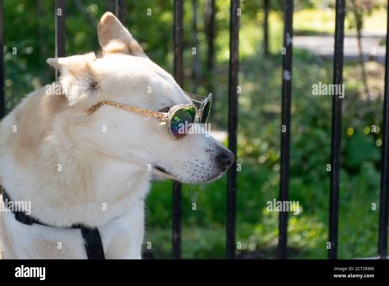 Dog wearing heart shaped sunglasses Stock Photo Alamy